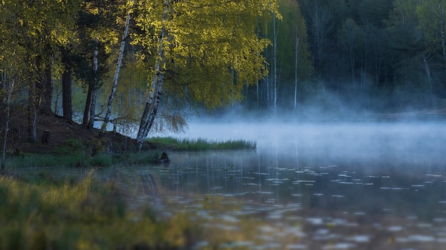 Photo lac brumeux dans une forêt de bouleaux en été