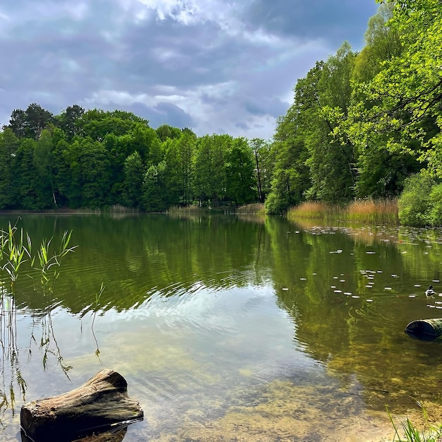 Un lac avec une bûche dans l'eau et des arbres en arrière-plan.