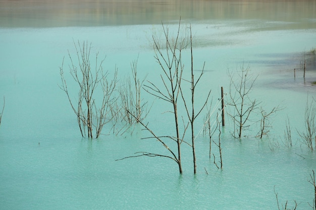 Un lac contaminé par des déchets toxiques dans les montagnes de l'ouest de la Roumanie La pollution de la nature