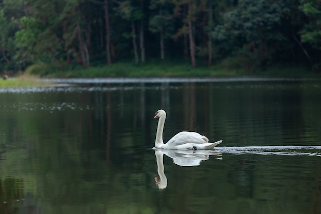 Lac avec un cygne blanc