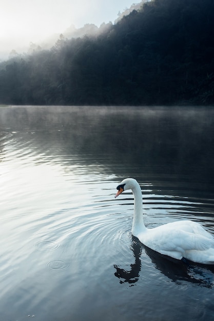 Lac avec un cygne blanc