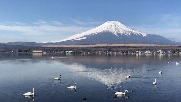 Un lac avec des cygnes et une montagne en arrière-plan