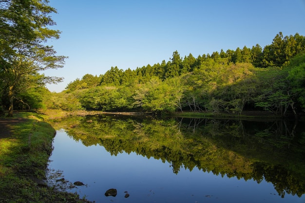 Un lac dans la forêt avec un ciel bleu et des arbres