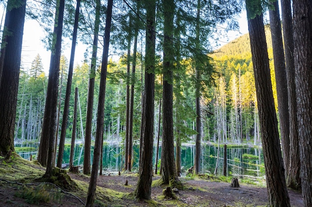 Lac dans la forêt