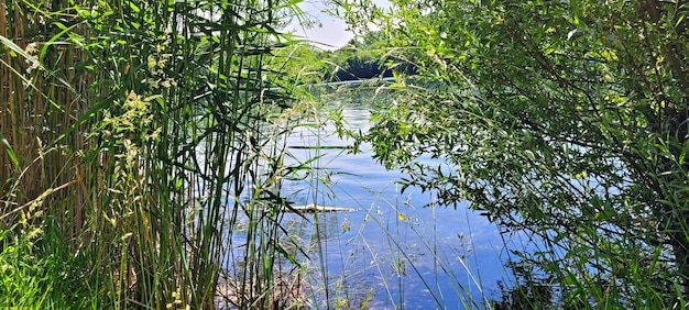 un lac dans la forêt