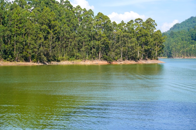 Lac dans la forêt