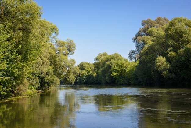 Lac dans les fourrés de la forêt en été par temps ensoleillé