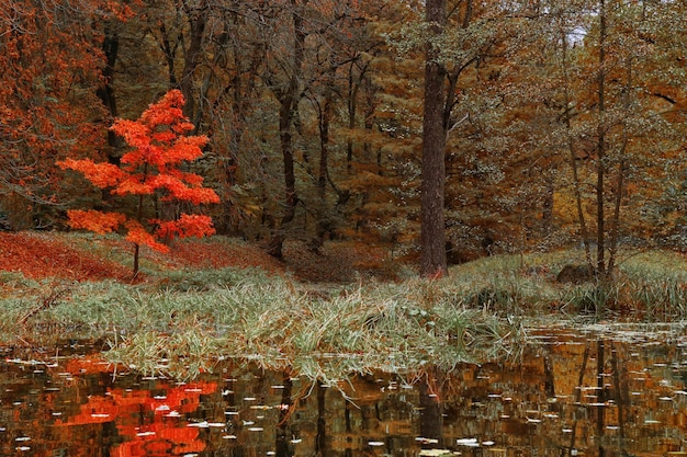 Lac dans le parc en automne