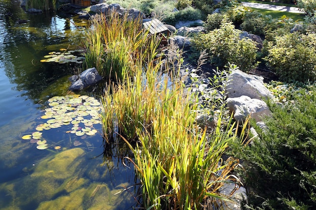 Lac dans le parc d'été