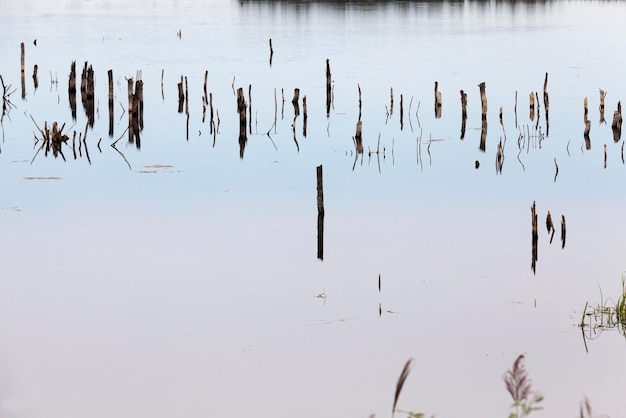 Un lac avec différentes plantes et troncs d'arbres en été, un lac par temps nuageux