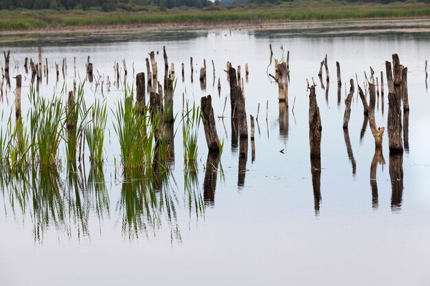 Un lac avec différentes plantes