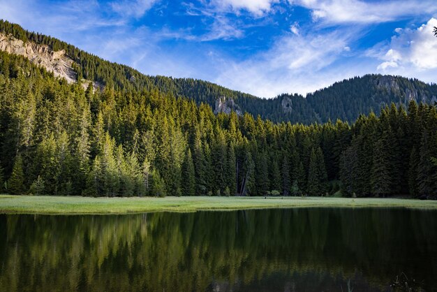 Lac à l'eau claire et rivage de pierre dans une forêt d'épicéas avec des sapins contre un ciel de jour