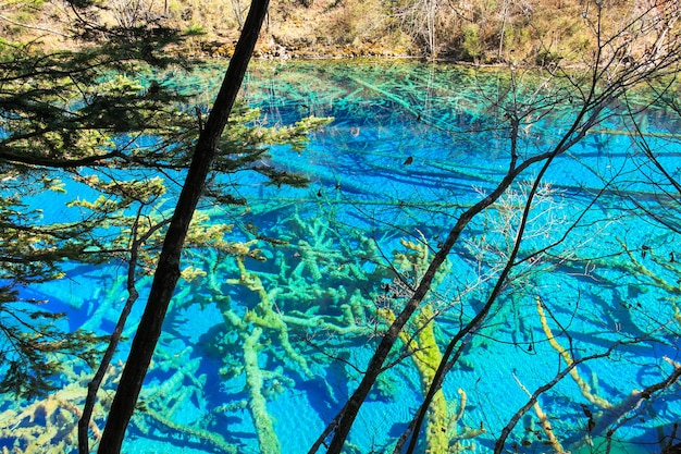 Lac d'eau turquoise transparent avec des arbres submergés au parc national de Jiuzhaigou au Sichuan