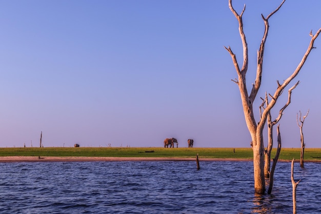 Photo le lac des éléphants kariba