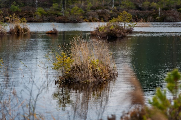 Lac De L'étang Des Marais Dans Le Parc National De Kemeri Lettonie Paysage Serein Avec Petite île Et Pin