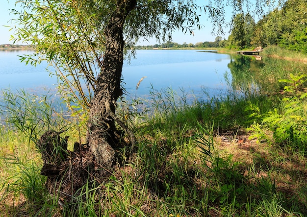 Lac d'été calme rushy shore