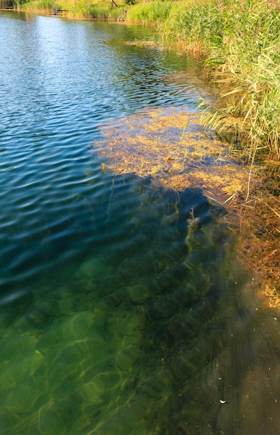 Lac d'été calme rushy shore