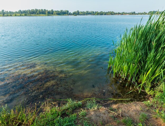 Lac d'été calme rushy shore