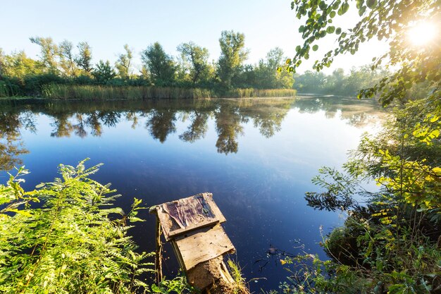 Lac d'été vert dans la forêt