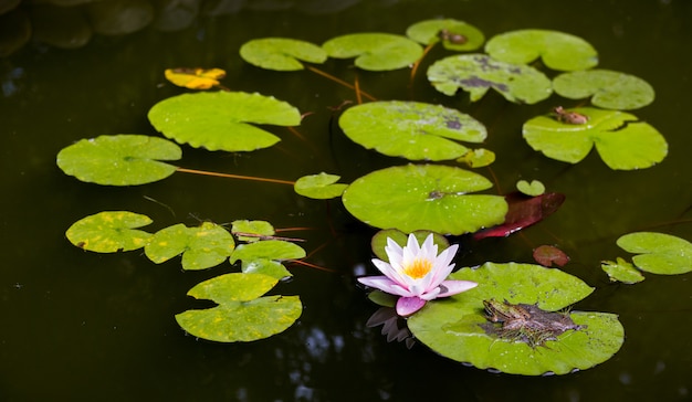 Lac avec des fleurs de nénuphar sur l'eau sombre. Beau nénuphar rose, fleur qui fleurit