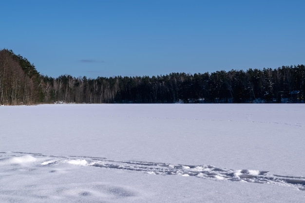 Lac forestier enneigé près de la pinède. Empreintes de pas dans la neige d'un lac glacé par une journée d'hiver ensoleillée. Beau paysage.