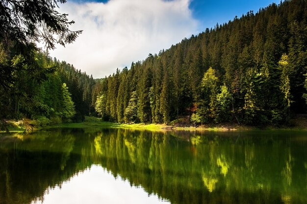 Lac forestier en été en Ukraine