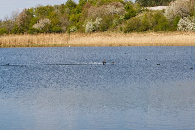 Lac forestier par temps ensoleillé. Roseau sec, roseau. Fourrés de lacs. Canards sur le lac