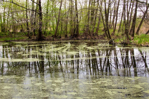 Lac de forêt avec des algues vertes à la surface de l'eau
