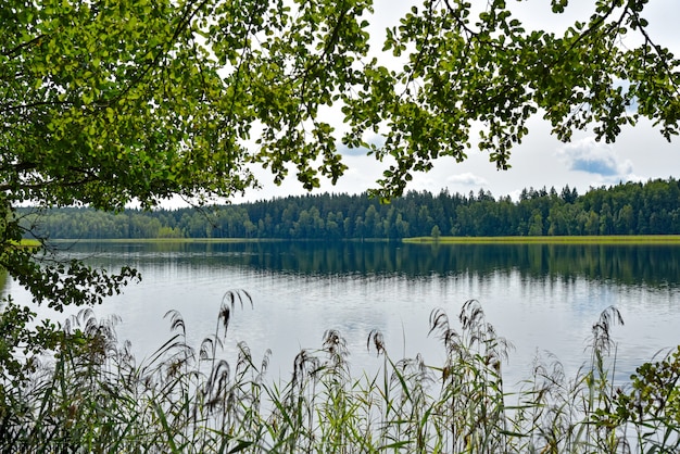 Lac de la forêt dans un parc naturel en été