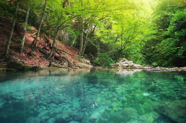 Lac en forêt