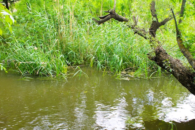 Lac en forêt