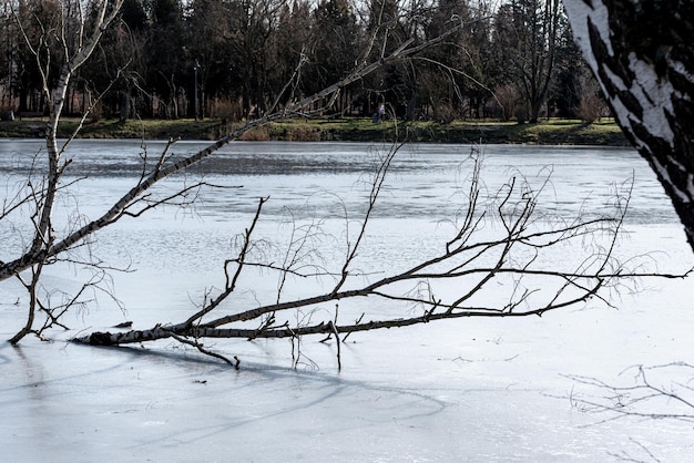le lac gelé dans le parc