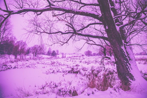 Lac gelé recouvert de neige de couleur violette tendance