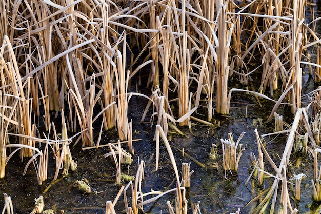 Lac gelé se bouchent