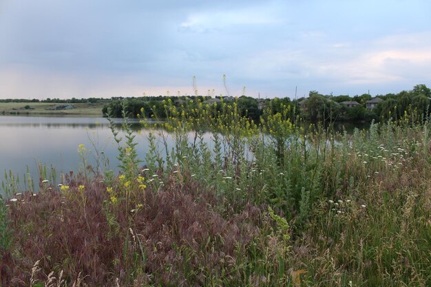 Photo un lac avec de l'herbe et des fleurs