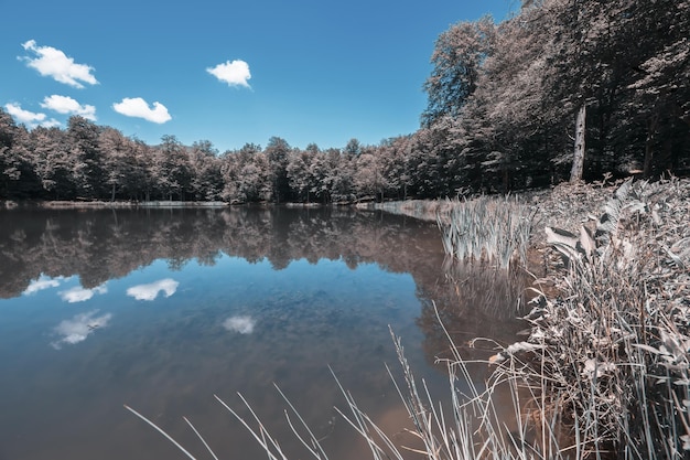 Lac avec de l'herbe