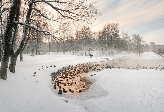 Lac d'hiver avec une étroite bande d'eau et de nombreux canards dans le c