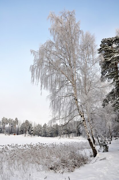 Lac d'hiver et forêt dans la neige, lac Babelitis. Lettonie