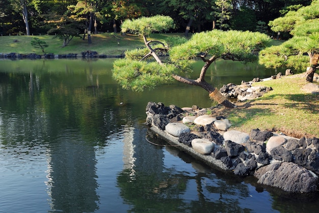 Photo lac japonais avec un pin