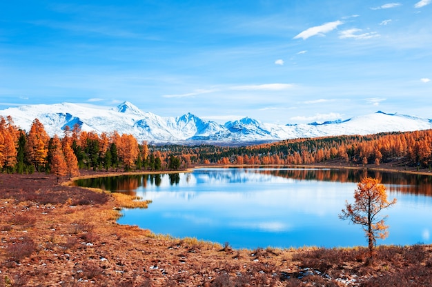 Lac Kidelu dans les montagnes de l'Altaï, Sibérie, Russie. Forêt d'automne jaune, montagnes enneigées et ciel bleu. Beau paysage d'automne.