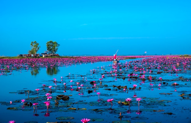 Lac de lotus rose