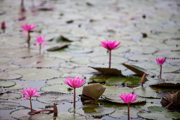 Lac de lotus rouge invisible à Udon Thani, Thaïlande