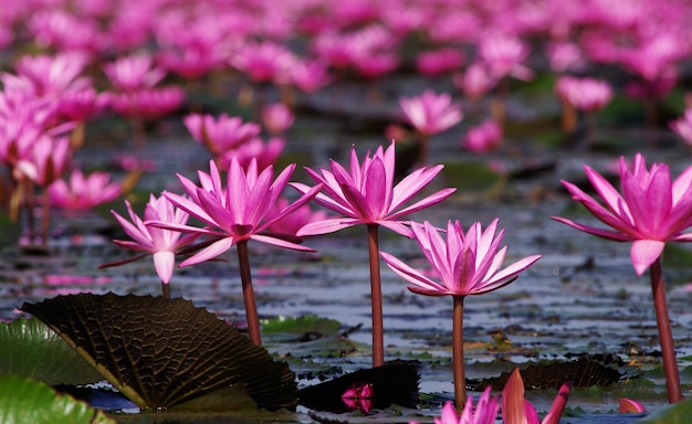 lac de lotus