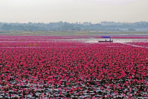 Lac Lotus