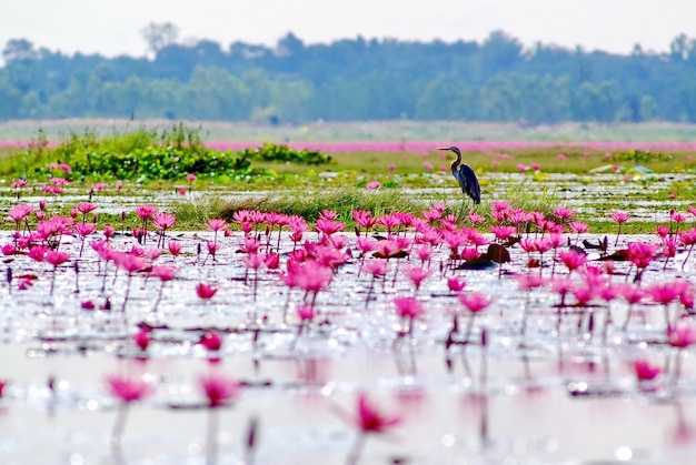 Lac Lotus