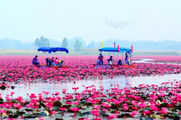 Lac Lotus