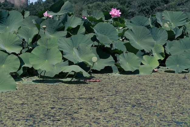 Lac Lotus