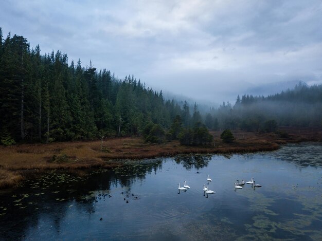 Lac marécageux avec des cygnes