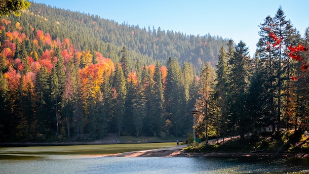 Lac de montagne en automne Lac Synevyr Ukraine