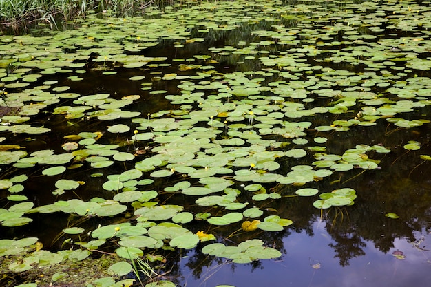 Lac avec des nénuphars en croissance